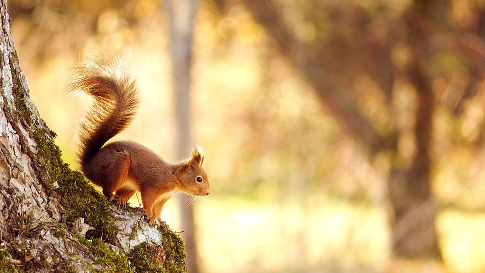 brown and black short-coated dog, squirrel HD wallpaper