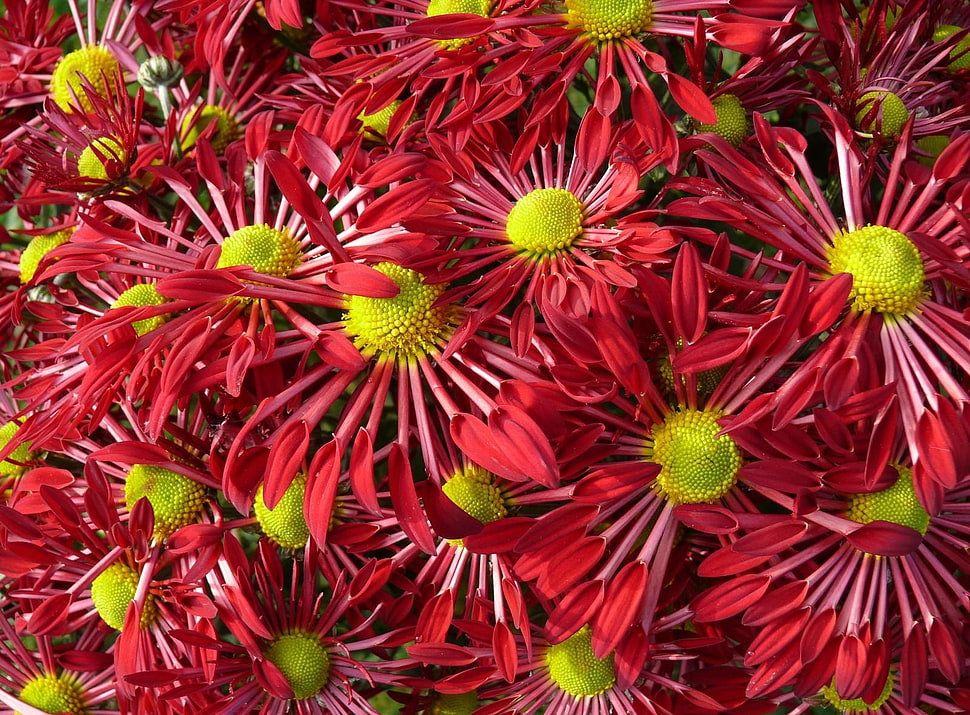 red and yellow flowers HD wallpaper
