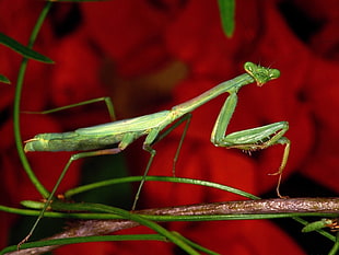 macro photography of green praying mantis