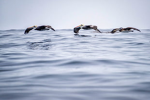 three seagulls gliding on water
