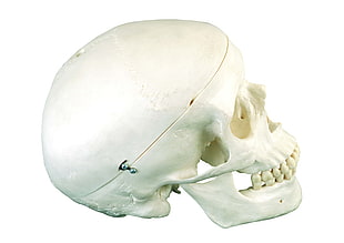 human skull model HD wallpaper