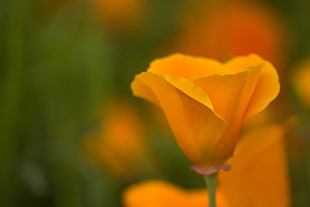 orange flower shallow focus