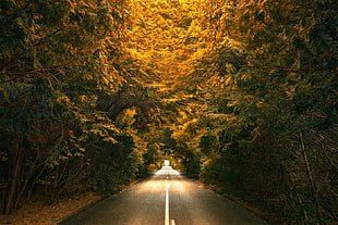 green and yellow leafed trees, nature, landscape, trees, road HD wallpaper