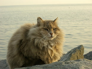 photo of Maine Coon cat near body of water HD wallpaper