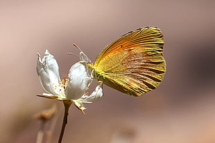 macro photography of green butterfly perched on white petaled flow, orange