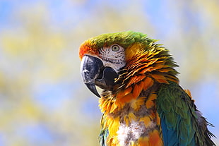 green and yellow parrot HD wallpaper