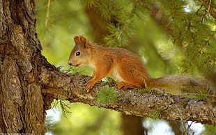 brown squirrel perched on brown tree trunk