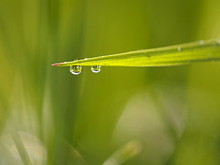 shallow focus photography of rain drop on leaf