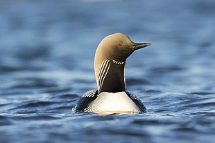 white and brown feather bird on body of water during day time, pacific loon