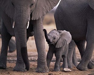 three black elephants, elephant, baby animals, animals