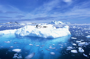 seal on iceberg during daytime HD wallpaper
