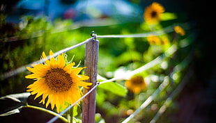 yellow sunflower, sunflowers, vignette, fence, bokeh HD wallpaper
