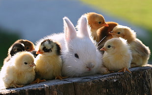 selective focus photography of white bunny between baby chicks