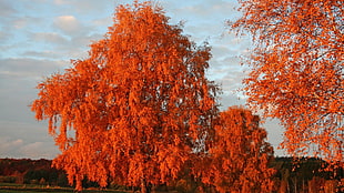 orange leaf tree, trees, fall, nature