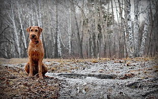 brown short coated dog standing on withered ground