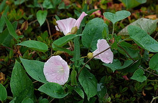 selective focus photography of pink Morning glory flower