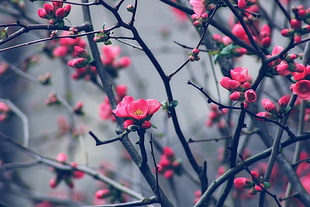 shallow Focus photography of red flowers on twigs