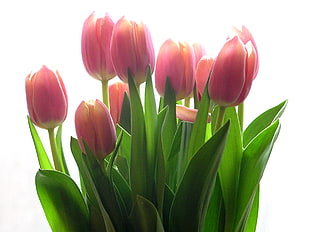 bundle of pink Tulips HD wallpaper