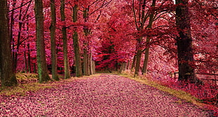 pink trees, nature HD wallpaper
