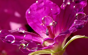 purple flower with dewdrops in close up photography