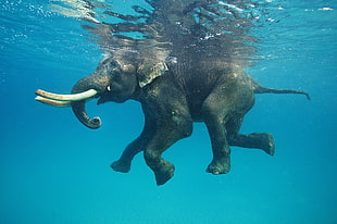 African elephant, nature, animals, elephant, water