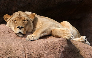 lion sleeping during daytime