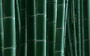 bamboo plant lot