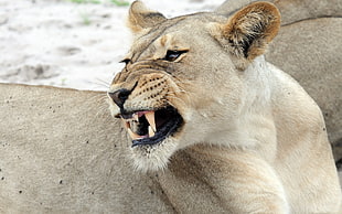 close up photo of brown lioness