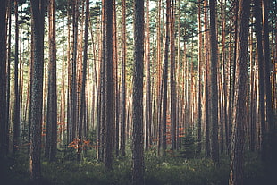 landscape photography of tall trees