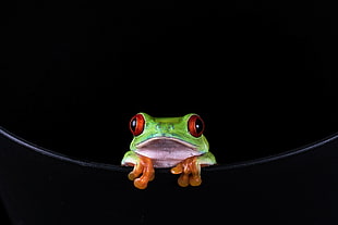 red-eye tree frog HD wallpaper