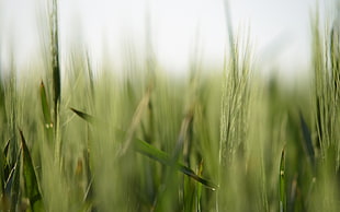 green leafed grass, depth of field, spikelets, nature, macro
