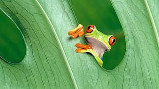 green frog, frog, amphibian, Red-Eyed Tree Frogs HD wallpaper