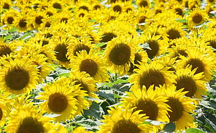 yellow sunflower flowers