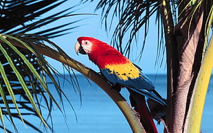 Scarlet Macao perching on coconut tree HD wallpaper