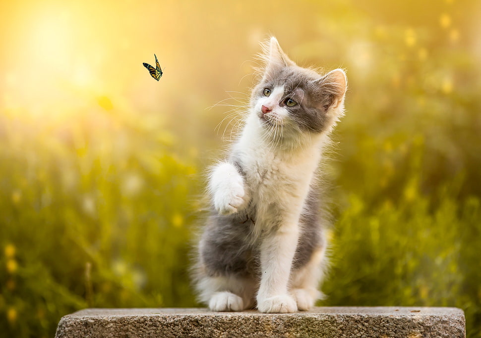 white and gray kitten facing black flying butterfly selective photography HD wallpaper