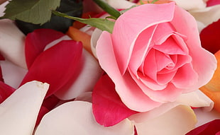 macro shot of pink rose