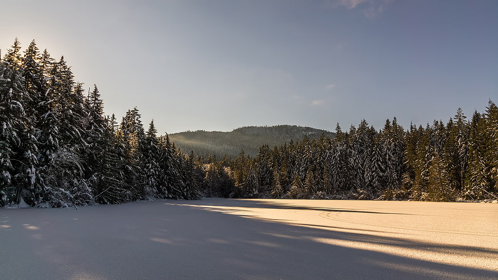 forest view, winter, forest HD wallpaper