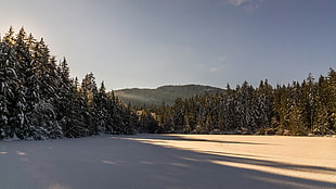 forest view, winter, forest