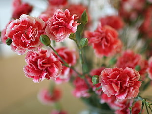 pink and red Carnation flowers
