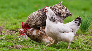 shallow focus photography of brood of hen