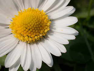 white daisy close up photo HD wallpaper