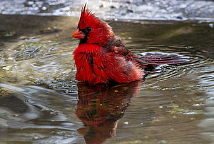 red Cardinal, wildlife, birds, Cardinals HD wallpaper