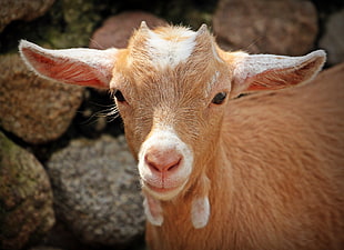 brown and white goat's kid