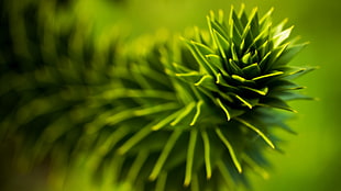focus photography of green leaf plant, nature, plants, succulent, depth of field