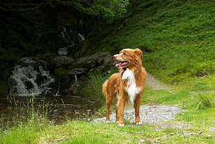 long-coated brown and white dog