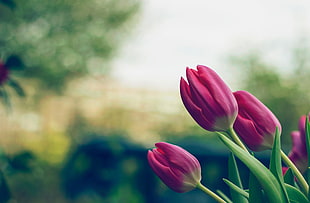 Close Up Photo of Pink Tulips HD wallpaper