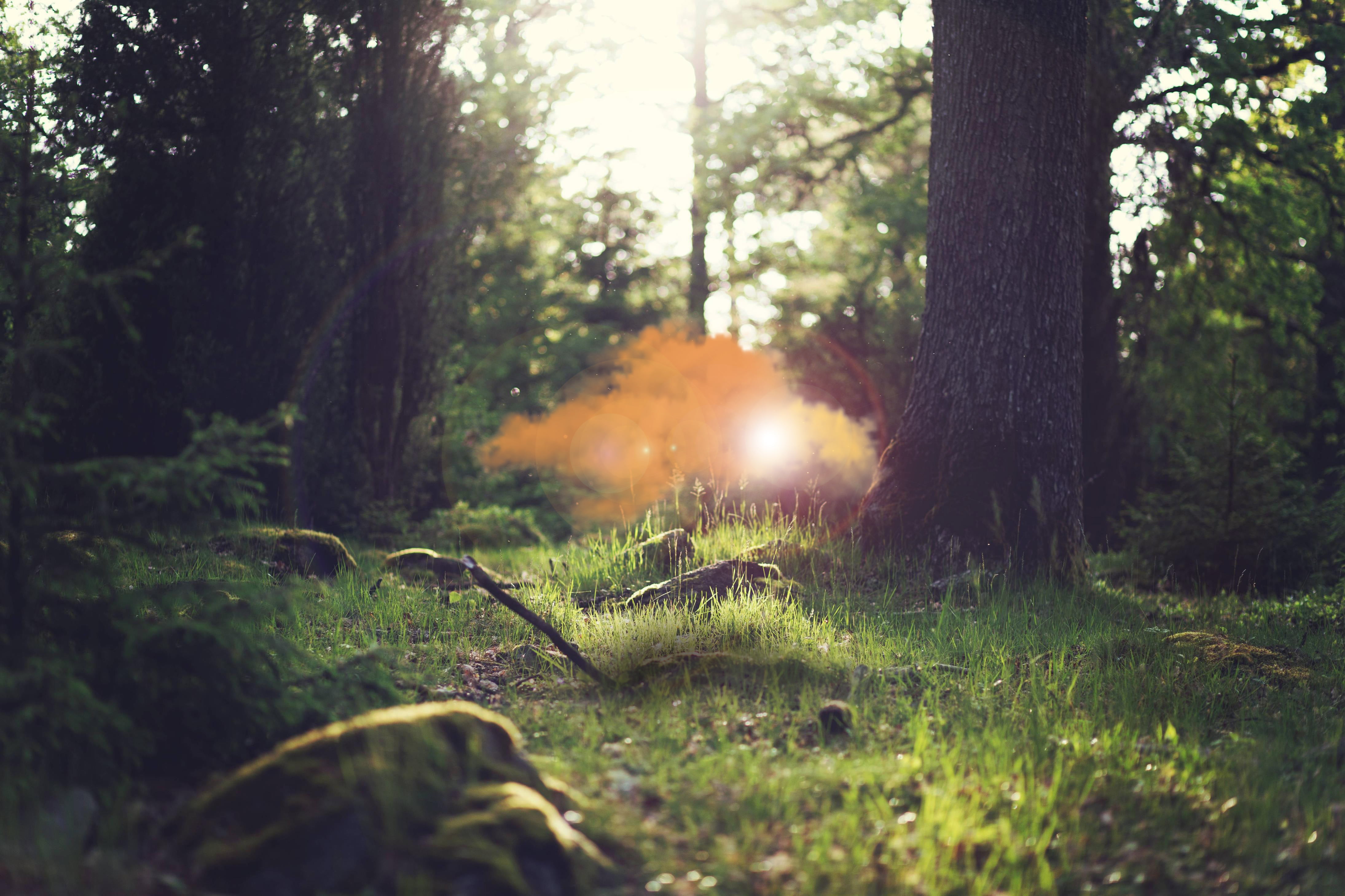 low angle photography of forest floor