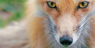 orange and white fox HD wallpaper
