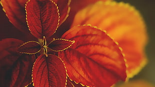 red coleus plant, macro, plants HD wallpaper