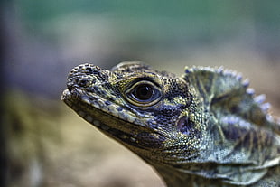 close-up photo of green and black lizard